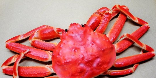untuk pecinta seafood yang beruntung