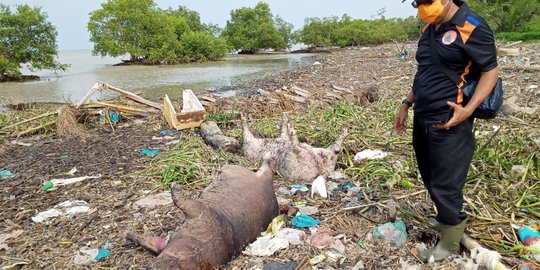 Bangkai Babi Bikin Susah Nelayan Deli Serdang, Warga Enggan Makan Ikan