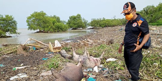 Nelayan di Deli Serdang Minta Pembuang Bangkai Babi di Sungai Ditindak