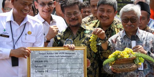 'Jan Ethes SP1' Jadi Nama Varietas Anggur baru