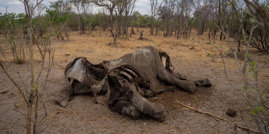 Nasib Ratusan Gajah di Zimbabwe Mati Akibat Kekeringan