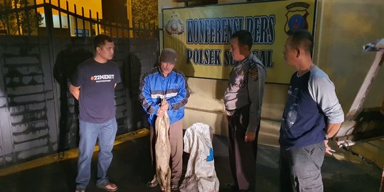 Pembuang Bangkai Babi Ditangkap di Deli Serdang, Berdalih Diupah untuk Menguburkan