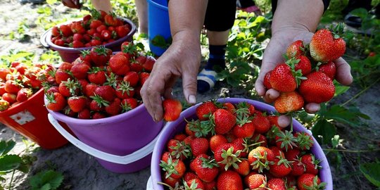 10 cara memutihkan gigi kuning secara alami, tanpa efek samping