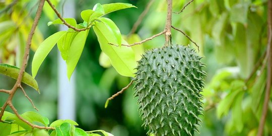 mengobati wasir dengan daun sirsak rev2