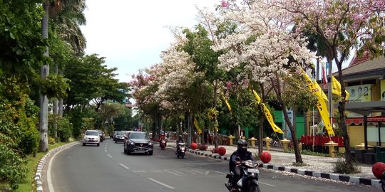 Bunga Tabebuya Bermekaran, Hiasi Jalanan Kota Surabaya