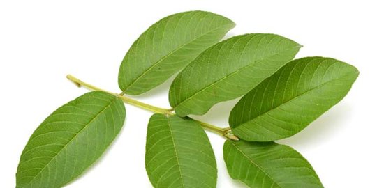 6 cara redakan sakit gigi, ampuh, mudah dan praktis