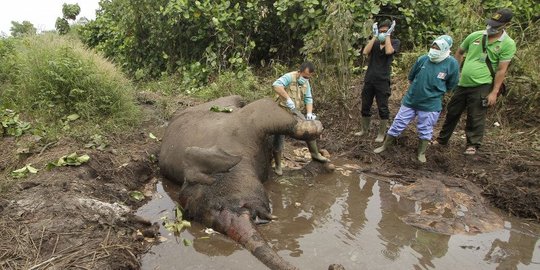 Gajah Sumatera Mati di Wilayah Konsesi Tanaman Industri Riau