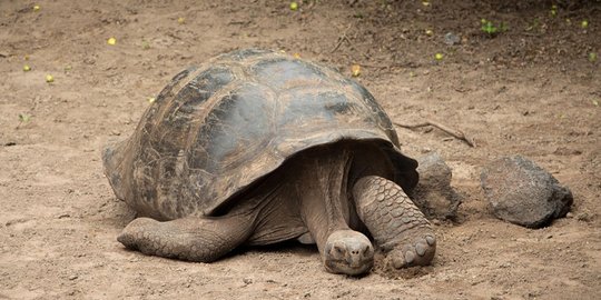 raksasa galapagos rev1