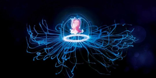 turritopsis rev1