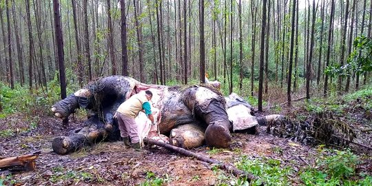 Mengenaskan, Gajah Sumatera Ditemukan Mati Tanpa Kepala di Riau