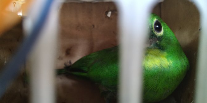 Penyelundupan 45 Burung Khas Kalimantan Ke Parepare Digagalkan