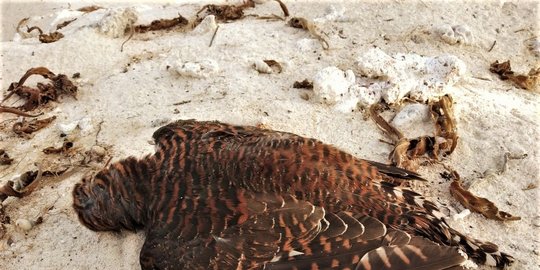 Semakin Mengkhawatirkan Penangkapan Ikan Gunakan Potasium Di Laut
