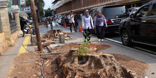 Hari Pohon Sedunia dan Ironi Pohon di Jakarta