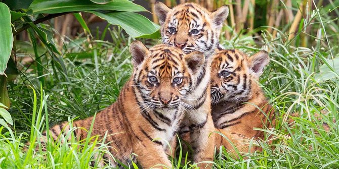Teror Harimau Wisatawan Dilarang Berada Di Gunung Dempo