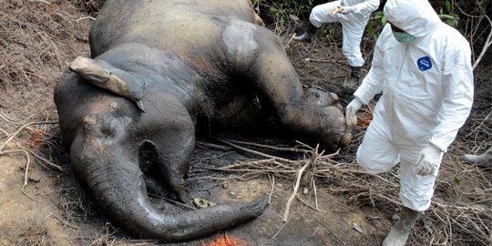 Gajah Betina Ditemukan Mati Keracunan di Aceh