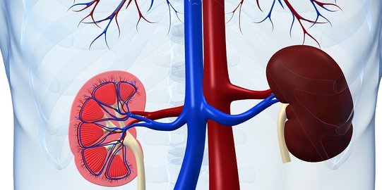 Konsumsi Protein Terlalu Banyak Bisa Timbulkan Masalah pada Ginjal