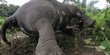 Gajah Betina Ditemukan Mati di Kebun Sawit Aceh Timur
