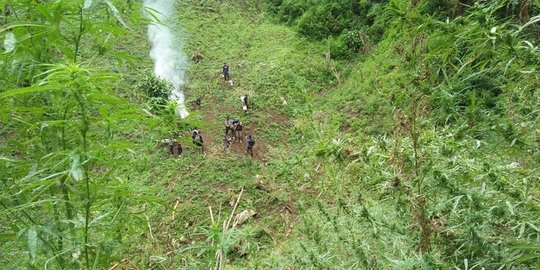 Polisi Temukan 7 Ha Ladang Ganja di Pegunungan Tor Sihite Desa Hutatua Pardomuan