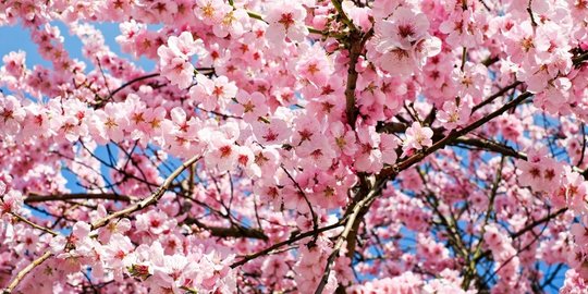 7 Bahasa Bunga Dan Maknanya Dari Mawar Sampai Bunga Matahari