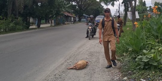 Aksi Buang Bangkai Babi Masih Terjadi di Sumatera Utara
