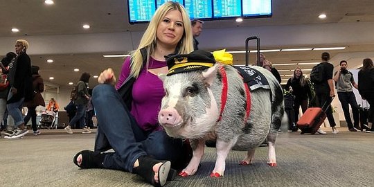 LiLou, Babi Terapis di Dunia yang Bekerja di Bandara San Fransisco