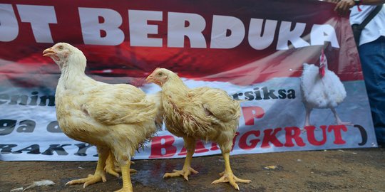 Paguyuban Peternak Tuntut Pemerintah Pangkas 10 Juta Bibit Ayam per Minggu