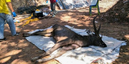 Rusa di Thailand Mati, Perutnya Berisi 7 kg Sampah Plastik dan Celana Dalam