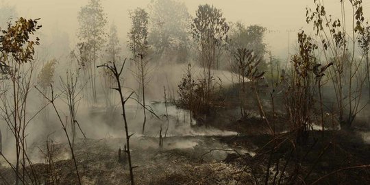 Polisi Usut Temuan Baru Korporasi Terduga Pembakar Hutan dan Lahan di Kalbar