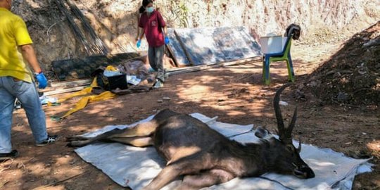 thailand mati dengan perut berisi 7 kg sampah plastik rev1