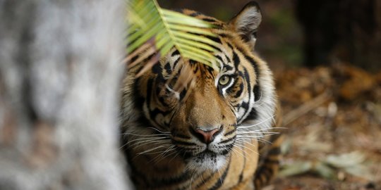 Jejak Kaki Harimau Sumatera Ditemukan di Pagaralam, Warga Diimbau Waspada