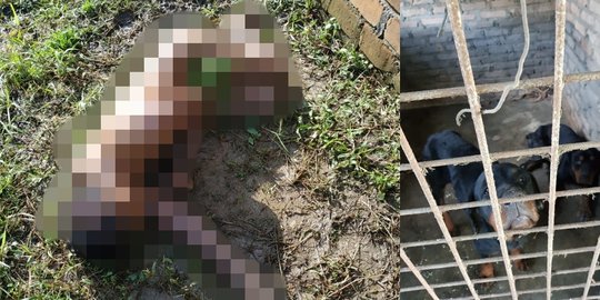 Diduga Mau Curi Pisang, Wahyudi Tewas Diserang 4 Anjing Rottweiler