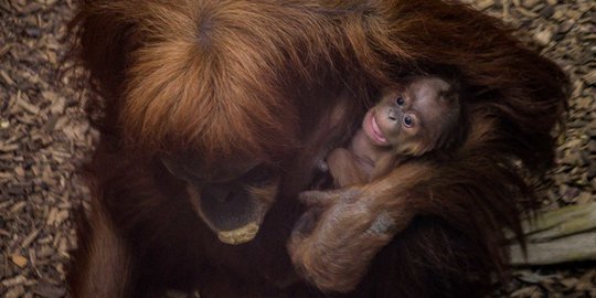 Spesies Orangutan Terlangka Lahirkan Bayi di Kebun Binatang Inggris