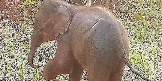 Gajah Rusak Rumah Warga di Pidie, Karung Padi Diambil