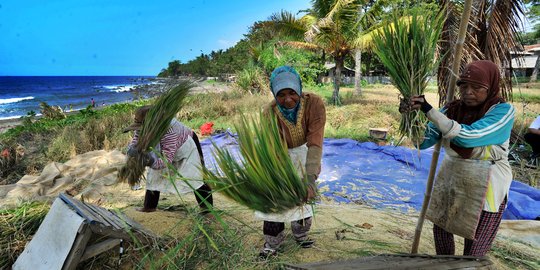 Musim Kemarau, Harga Gabah Kering Naik