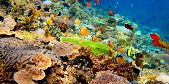 9 Manfaat Terumbu Karang Bagi Kehidupan Biota Laut Dan Manusia Wajib Diketahui Merdeka Com