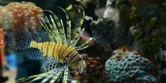 hias ri masih kalah rev1