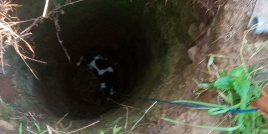 Saat Petugas Damkar Selamatkan Anjing Terpersok di Sumur Sedalam 10 meter