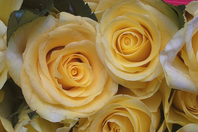 Mau Kasih Bunga Mawar Kepada Si Dia Kenali Arti 6 Warnanya