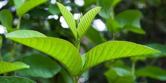 7 Manfaat Daun Jambu Biji, Istimewa Bisa Obati Penyakit Gusi