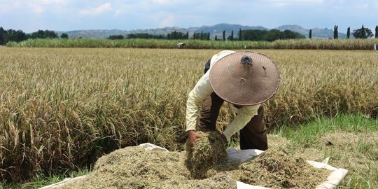 Nilai Tukar Petani Naik Tipis 0,05 Persen di November 2019