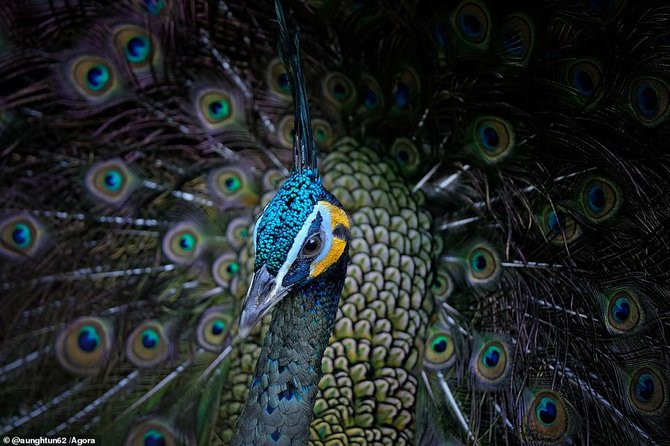 karya peserta agora eye photo contest 2019