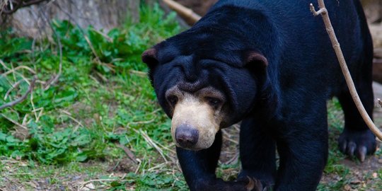 Serangan Beruang Madu Betina di OKU Tewaskan Seorang Warga