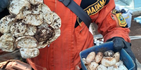 Sarang Ular Ditemukan Pada Sebuah Makam di Cibinong Bogor