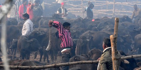 Melihat Pembantaian Ribuan Kerbau dalam Festival Gadhimai di Nepal