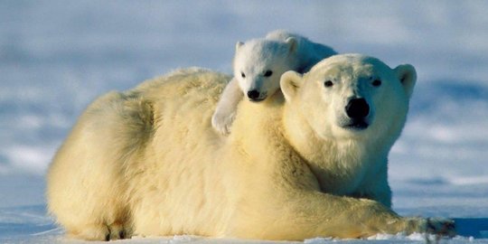 hangat jadi penyebabnya rev1