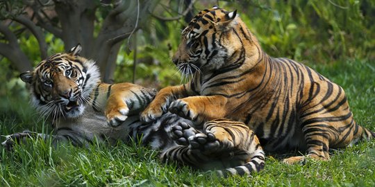 Ekspansi Tambang dan Perkebunan, Penyebab Utama Serangan Harimau pada Manusia