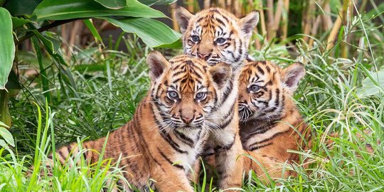 Ini Cara Hindari Serangan Harimau Sumatera Menurut Kapolsek Pagar Alam