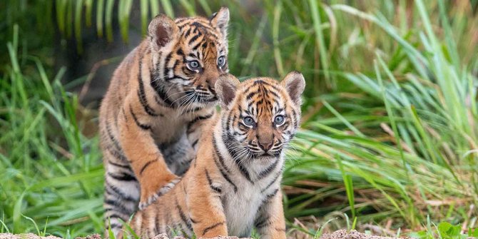 4 Orang Di Riau Simpan Janin Harimau Sumatera Dalam Toples