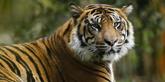 Cara Pemburu di Riau Membunuh Harimau: Berhadapan Lalu Disetrum Hingga Mati