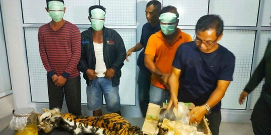 Dua Harimau Sumatera Betina Jadi Korban Tiga Pemburu di Riau